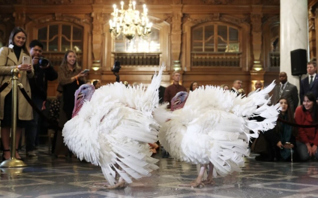 ИНДЮШАЧЬЕ СЧАСТЬЕ