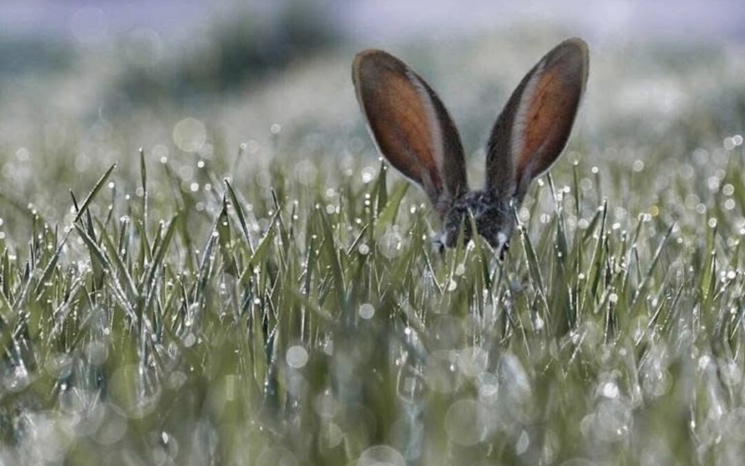 ИСПАНСКИЙ СТЫД