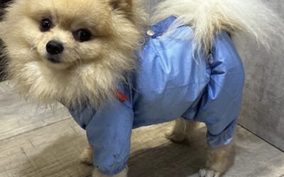 В МИРЕ ЖИВОТНЫХ